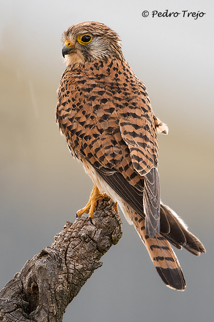 Cernicalo Vulgar (Falco tinnunculus)